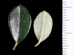 Cotoneaster integrifolius: Leaves, upper and lower surfaces.
 Image: D. Glenny © Landcare Research 2017 CC BY 3.0 NZ